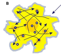 <p>No dominant center, amenities distriuted evenly, random people movement</p>