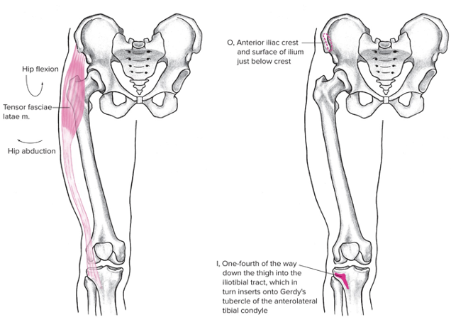 Lateral + a bit anterior 

Origin: Anterior iliac crest 

Insertion: below knee- along with IT band 

Action at hip: abduction, flexion, internal rotation 

Action at pelvis: anterior rotation, lateral tilt 

Prevents external rotation of hip when hip is flexed by other muscles, helps direct the leg forward to ensure proper foot placement while walking/running 