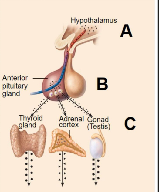 <p>Hormone release is controlled by another hormones (tropic hormone)</p><p>Stimulus: hormones from hypothalamus</p><p>Response: anterior pituitary gland secretes hormones that stimulate other endocrine glands to secrete hormones</p>