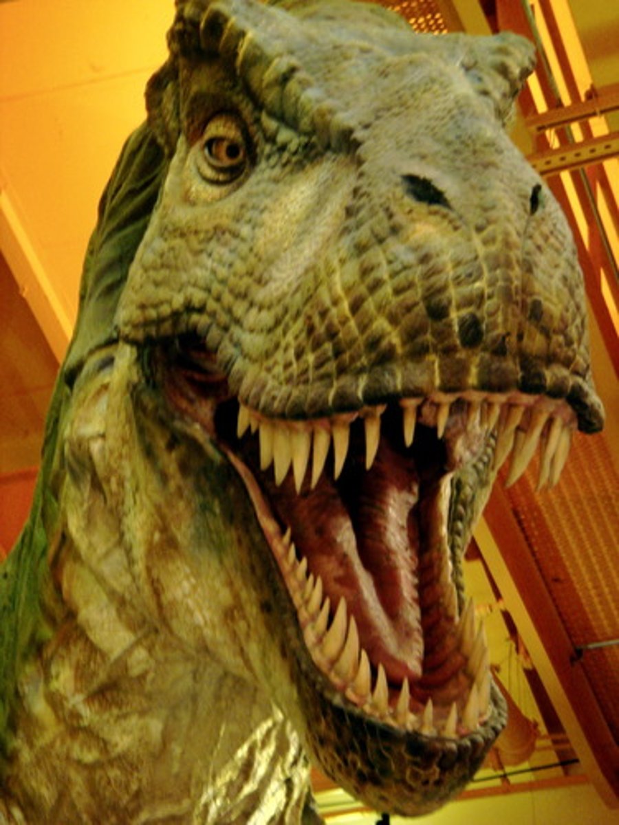 <p>a fossil reptile of the Mesozoic era, often reaching an enormous size</p>