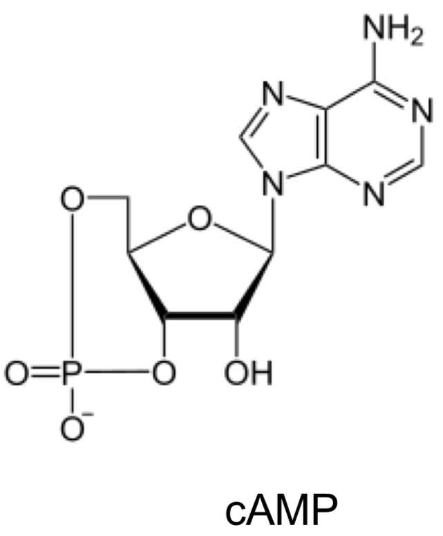 <p>How small molecules can activate a kinase by acting as allosteric regulators (bind to site on kinase that changes its shape + function).</p>