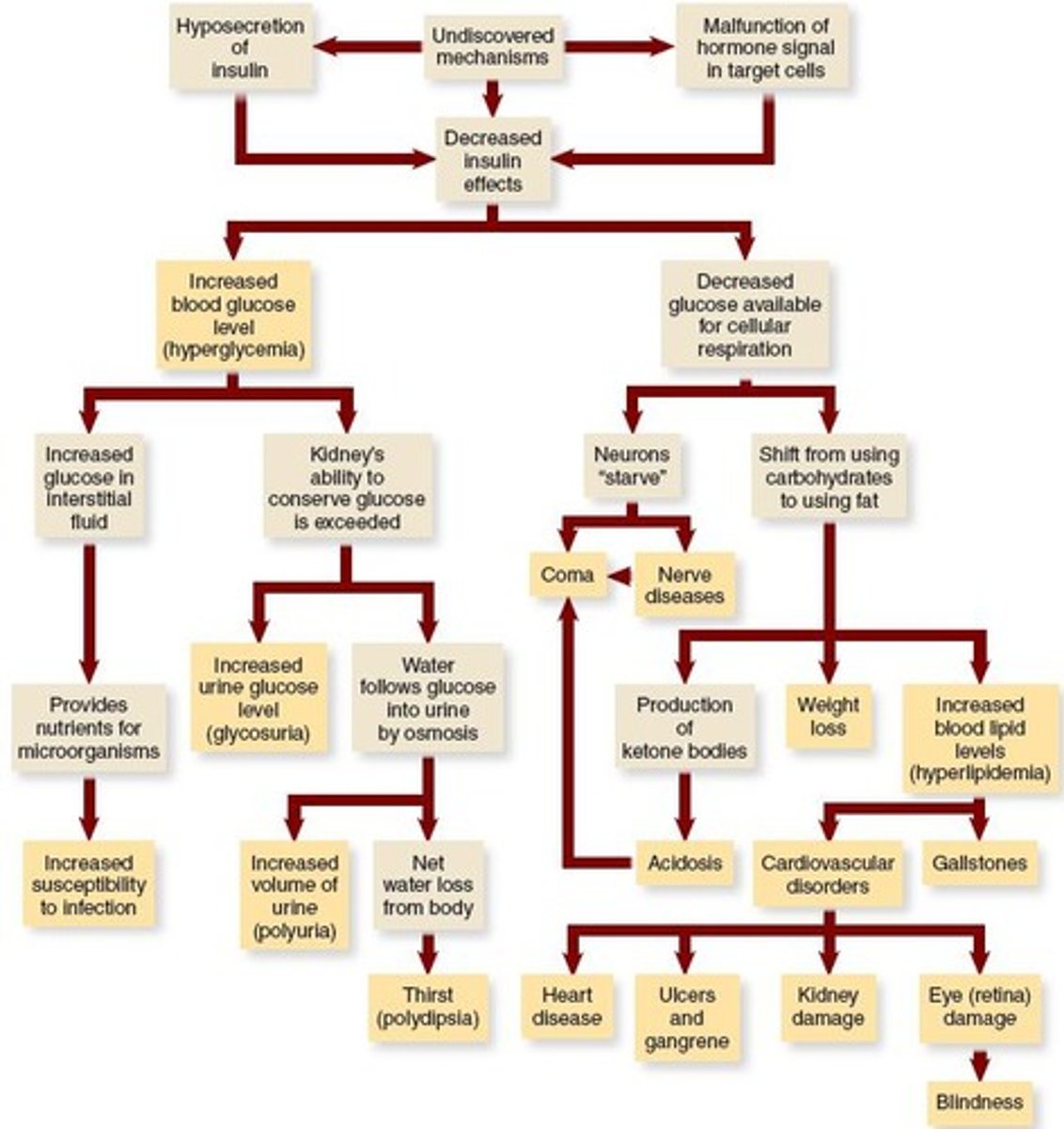 <p>Autoimmune destruction of pancreas; insulin hyposecretion.</p>