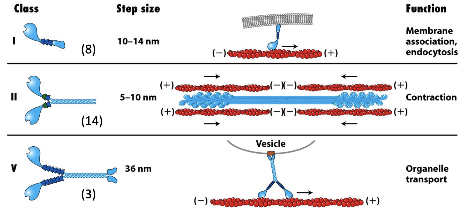 \
* Tail domains differ between different myosins and determine specific properties
  * What will it bind to?
  * Will it be a monomer or dimer?
  * Will further polymerize into thick filaments?
* Myosin I proteins have shorter tail domains and do not dimerize (they are single-headed and do not assemble into filaments). 
* The tails of different Myosin I proteins are distinct. Some have a second actin binding site and mediate movement of filaments past one another. Some have membrane-binding sites that attach to and move vesicles or organelles. 
* Myosin V proteins are dimers like Myosin II but are thought to be involved in vesicle transport like Myosin I. 
* Myosin II can form thick filament
* Myosins III, IV and VI-XV have conserved head domains with variable tail regions. Their functions are not well characterized. 
* Myosin VI is the only known Myosin to move towards the (–) end of F-actin