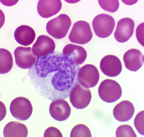 <p>White blood cell specializing in phagocytes </p>