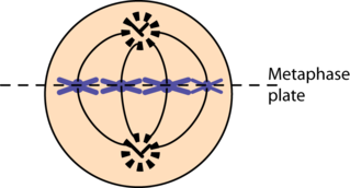 <p>invisible line that separates the two poles in a cell</p>