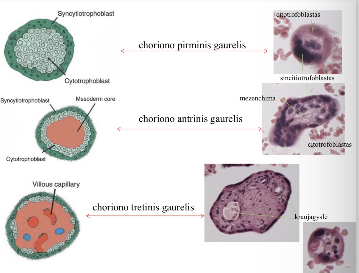 <p>Pirminiai - citotrofoblastai + sincitotrofoblastai</p><p>Antriniai - kai i pirmini gaureli iauga mezenchima</p><p>Tretiniai - sincitiotrofoblastai + citotrofoblastai + mezenchima + kraujagysles</p>