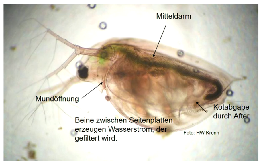 **Nahrungspartikel** werden mit Beinen aus dem Wasser gefiltert. 

Aufnahme von z. B. Grünalgen in den **Vorderdarm**, Verdauung und Resorption im **Mitteldarm**, **Enddarm** Kotbildung und -abgabe durch After.