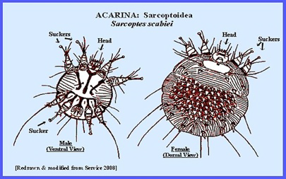 term image