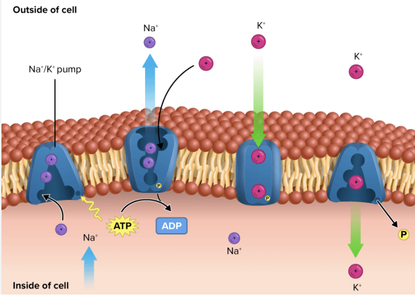 <p>Na+-K+-ATPase</p><p>carrier membrane protein, maintains resting membrane potential </p>