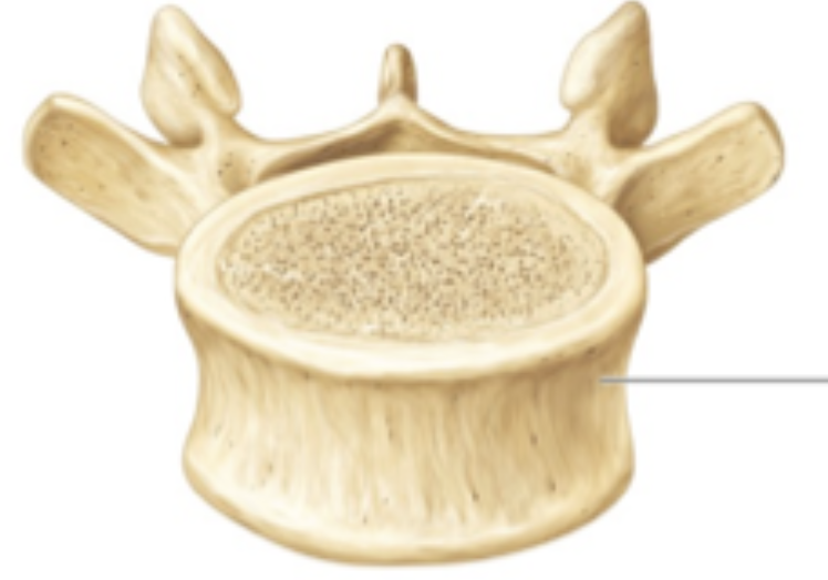 <ul><li><p>doesn’t fit other classification of a bone</p></li></ul><p></p>