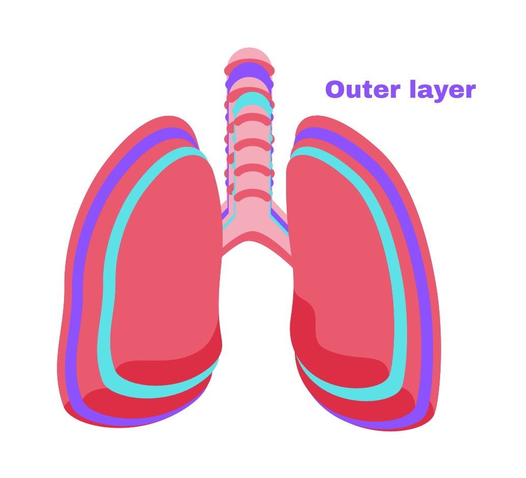 <p>Partial pleura</p>