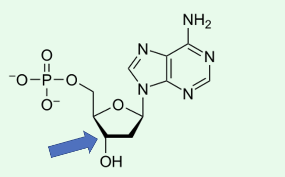 <p><span style="line-height: 15pt;">The arrow is pointing to the 3' carbon.</span></p><p><span style="line-height: 15pt;">The base of this nucleotide is adenine.</span></p><p><span style="line-height: 15pt;">This nucleotide belongs in RNA.</span></p><p><span style="line-height: 15pt;">It is a deoxyribonucleoside monophosphate.</span></p>