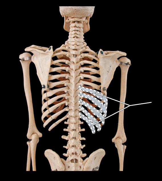 <p>What is the highlighted section called? (Be specific).</p><p>(Thoracic cage, posterior view).</p>