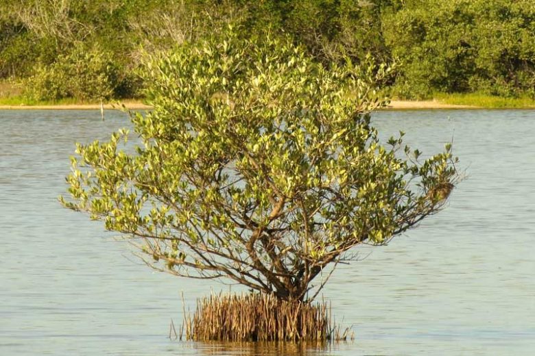 <p>Black Mangrove*</p><p>Pneumatophores or “snorkel roots” that come up out of the water. Salt crystal on the leaves make them sparkly in the sun</p>