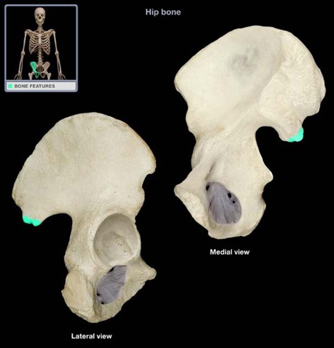 <p>process inferior to the posterior superior iliac spine</p>