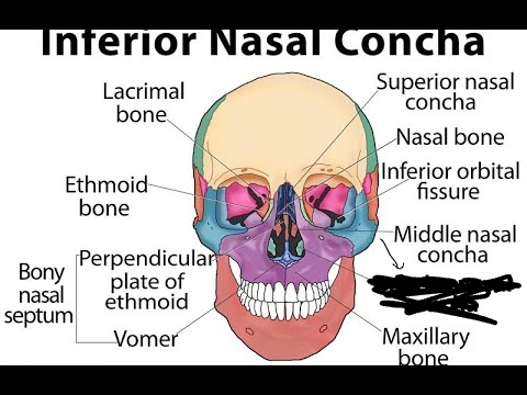 <p>What part of the skull is this?</p>