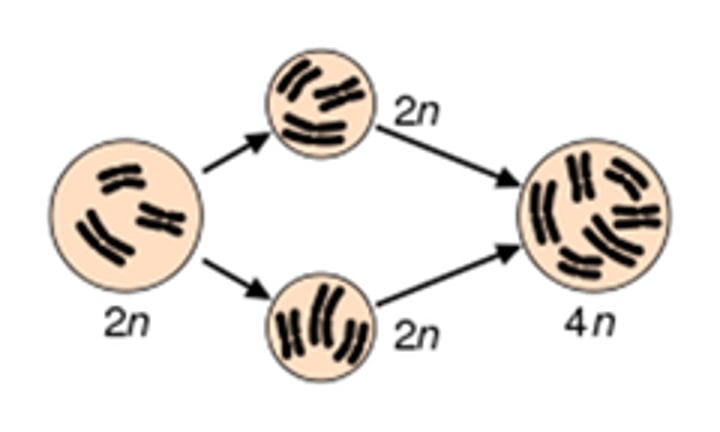 <p>(2)condition in which an organism has extra sets of chromosomes</p>