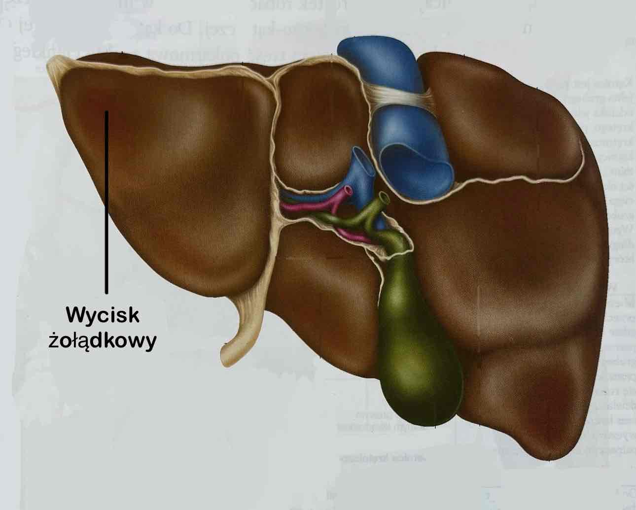 <p>Wycisk żołądkowy</p>