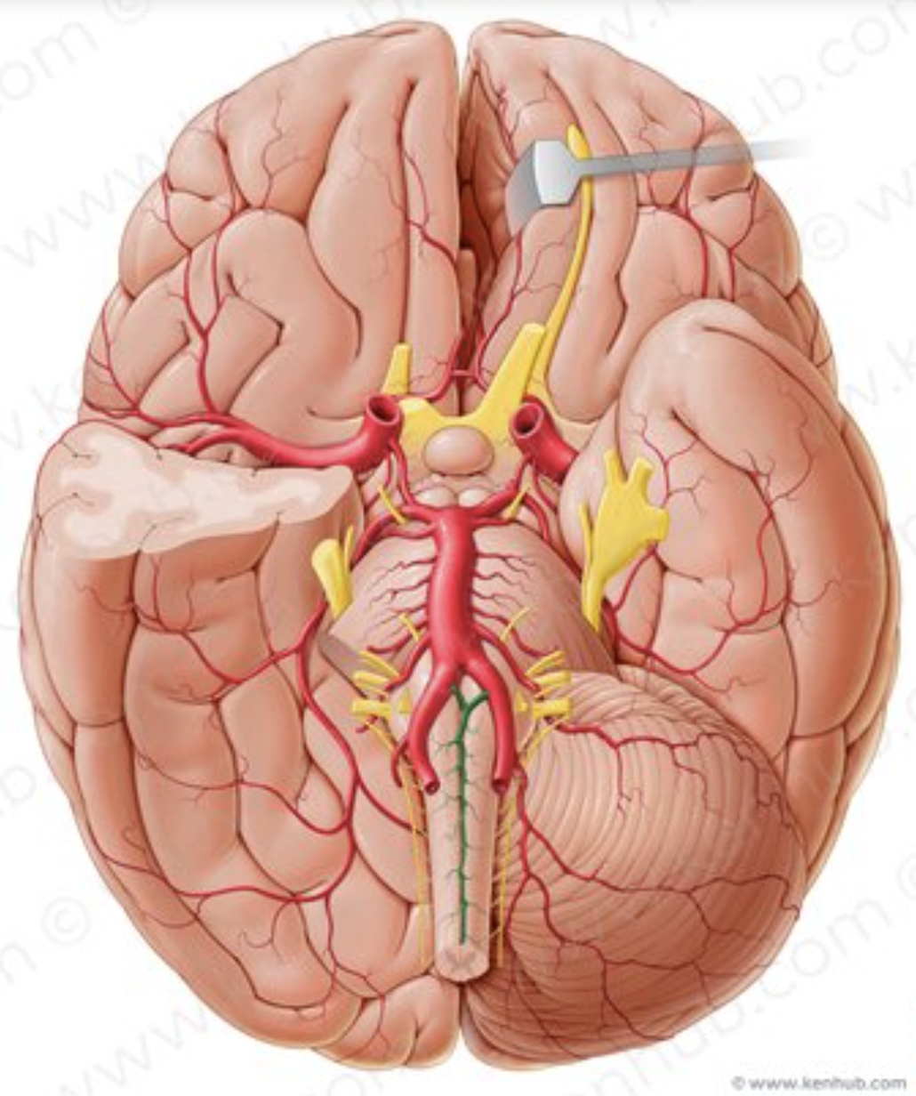 <p>What is the name of the artery in green?</p>