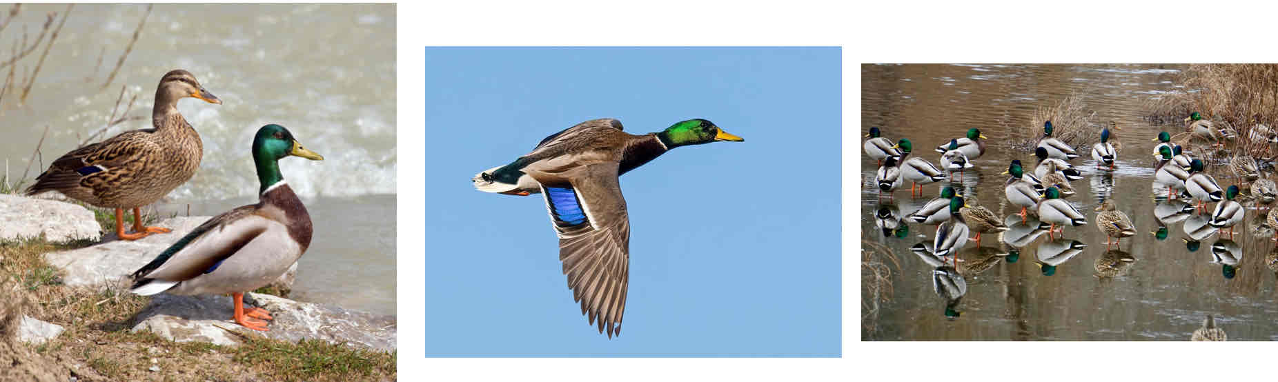 <p></p><ul><li><p>Classic duck</p></li><li><p>Often hybridizes and can be hard to distinguish between other ducks in the woild</p></li><li><p>Look for green head in males</p></li></ul><p></p>