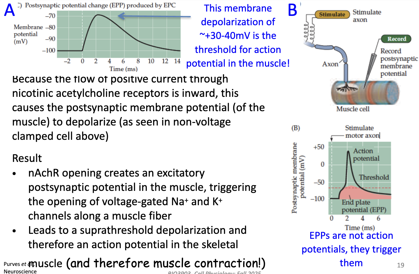 <p><strong>EPP</strong> = depolarization of muscle membrane ~+30–40 mV<br>→ This is <strong>threshold for muscle action potential</strong></p><ul><li><p><strong>Mechanism</strong>: inward positive current through <strong>nACh receptors</strong> depolarizes postsynaptic membrane</p></li><li><p><strong>EPP ≠ action potential</strong>; it <strong>triggers AP</strong> by opening <strong>voltage-gated Na⁺ & K⁺ channels</strong> along the muscle fiber</p></li><li><p>Result: <strong>suprathreshold depolarization → muscle action potential → contraction</strong></p></li></ul><p></p>