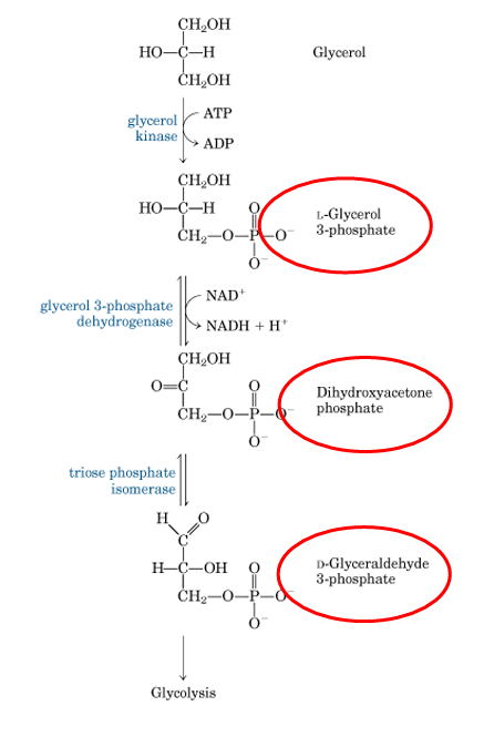 <p>To veier:</p><p></p><p>Kan gå inn i karbohydratmetabolisme</p><ul><li><p>glycerol → glycerol-3-P → DHAP (se bilde)</p></li></ul><p></p><p>Eller brukes til TAG syntese igjen</p><p></p>