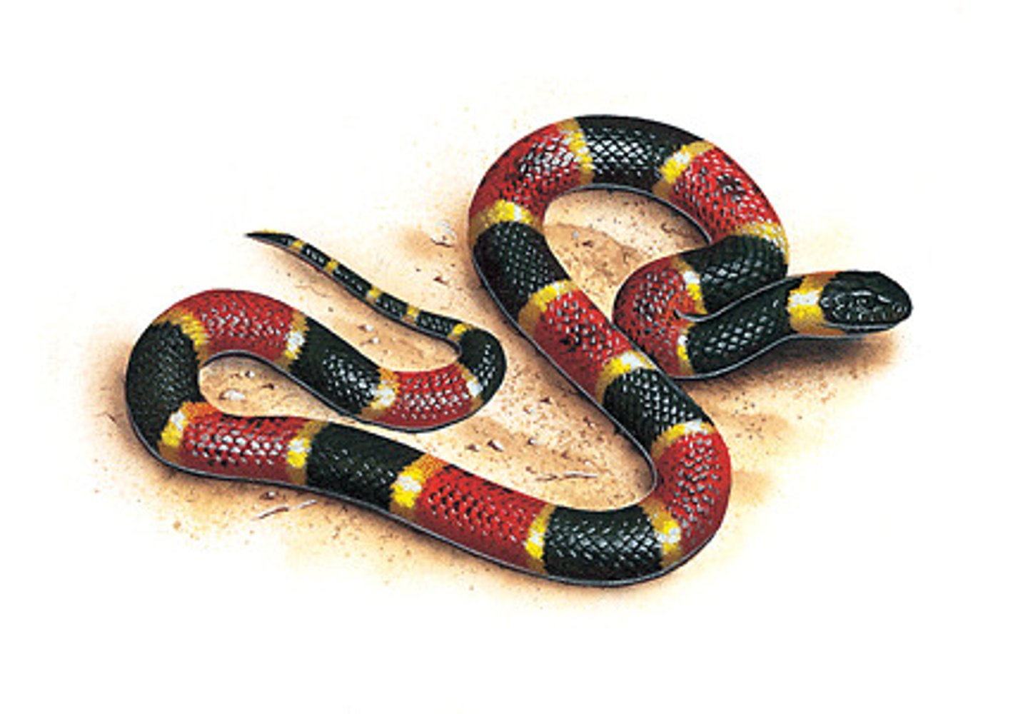<p>snake</p>