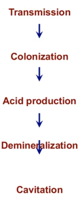 <ul><li><p>transmitted from main care giver</p></li><li><p>adherence to tooth surface</p><ul><li><p>Antigen I/II - binding to acquired salivary pellicle on tooth surface</p></li><li><p>GBP - make glucans</p></li><li><p>GTF - coaggregate and auto aggregate binding with the glucans </p></li></ul></li><li><p>production of extracellular polysaccharide</p></li><li><p>acidogenesis</p></li><li><p>aciduricity </p></li></ul><p></p>