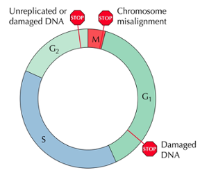 <p>They prevent the cell from entering the next phase of the cycle before the preceding phase has been completed</p>