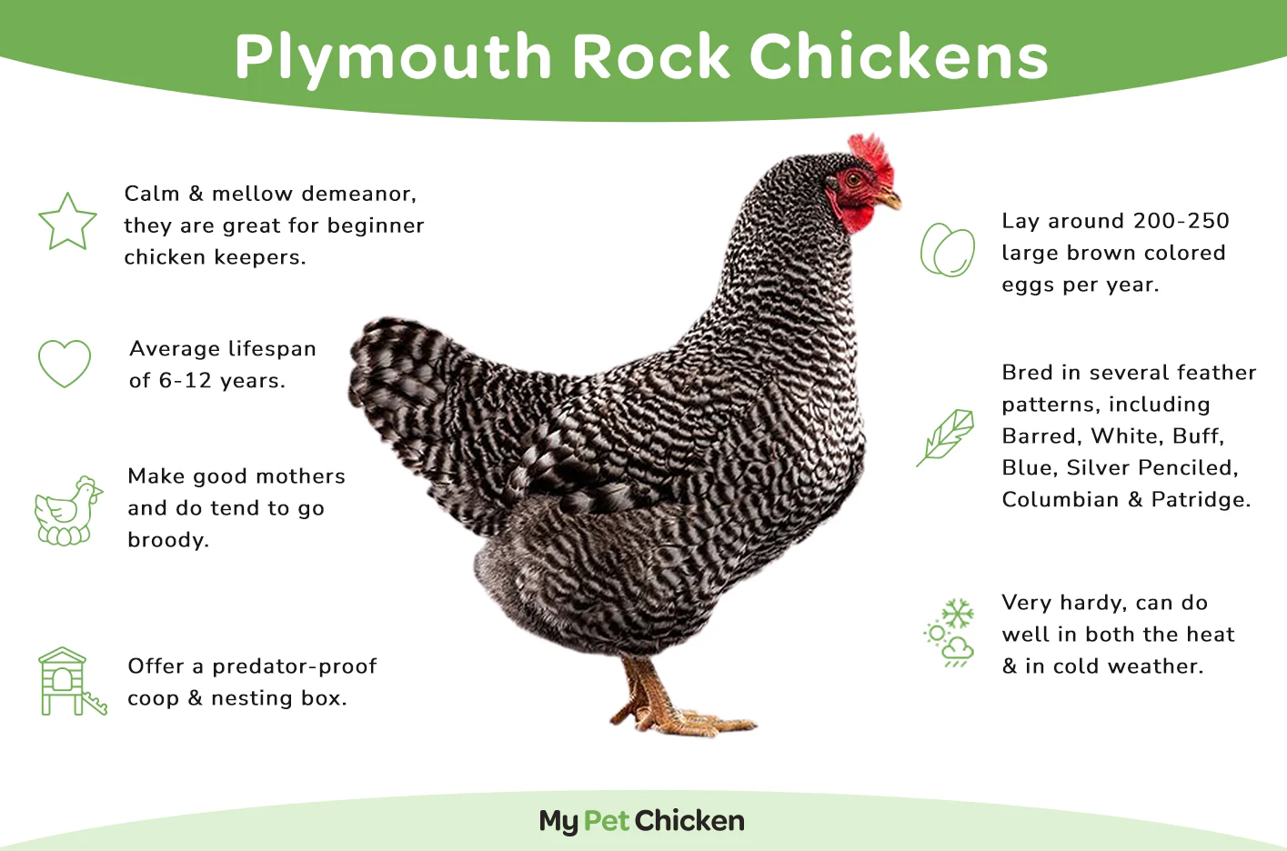 <p>Plymouth Rock: Long, broad back with a deep full breat</p><p>Class: American</p><p>Egg color: Brown</p><p>Comb type: Single</p>