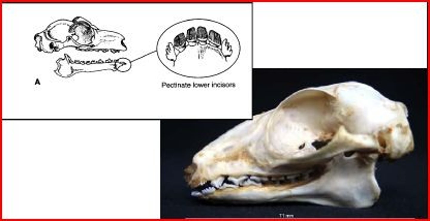 <p>Family has:</p><p>-membrane extending from neck to hind leg (gliding membrane)</p><p>-post orbital process</p><p>-large diastema</p><p>-comb like incisors, procumbent, Pectinate</p>