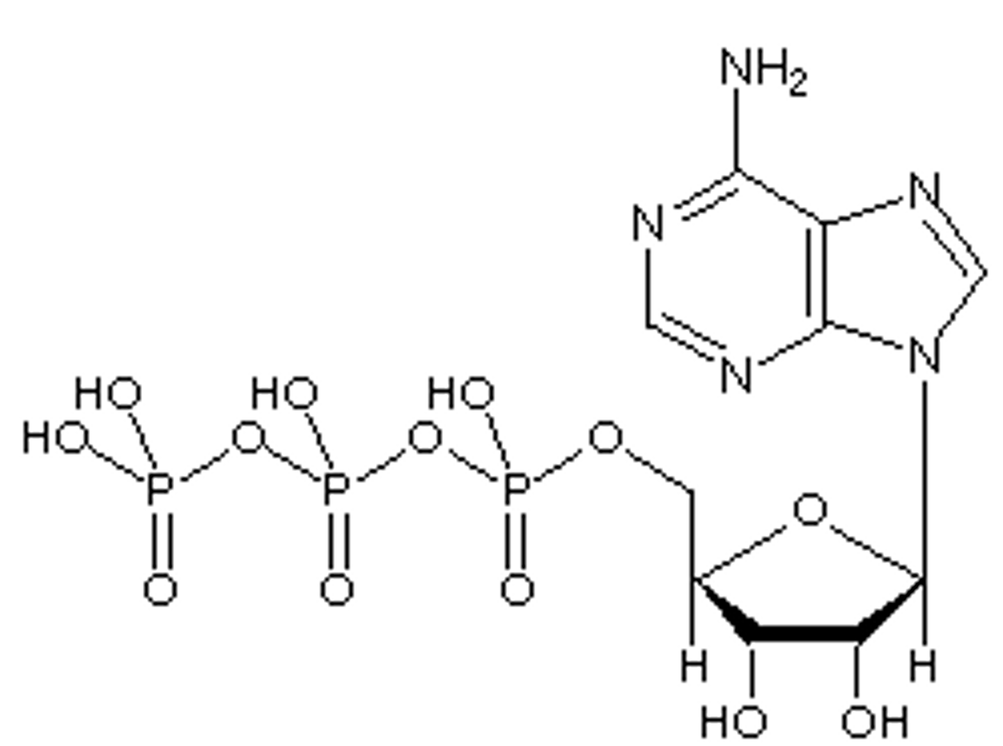 <p>Consists of adenosine plus 3 phosphates; source of immediate energy</p><p>(know this structure)</p>