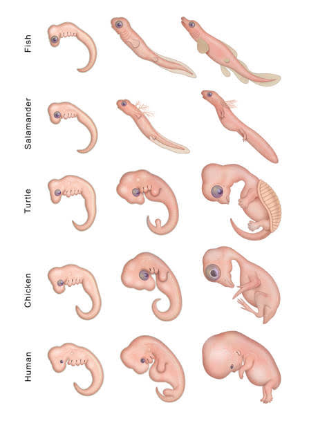 <p>What is embryonic homology?</p>