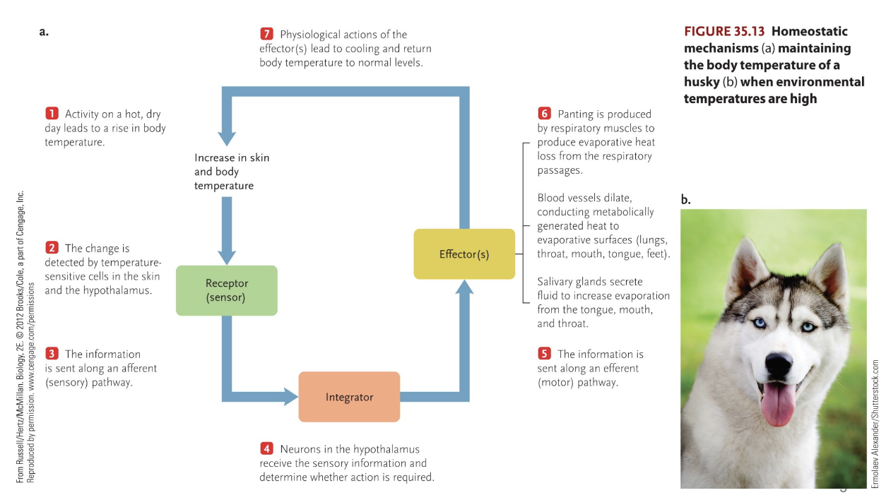 <p>Homeostasis is maintained by regulating physiological variables with reference to a setpoint (generally in the integrator)</p>