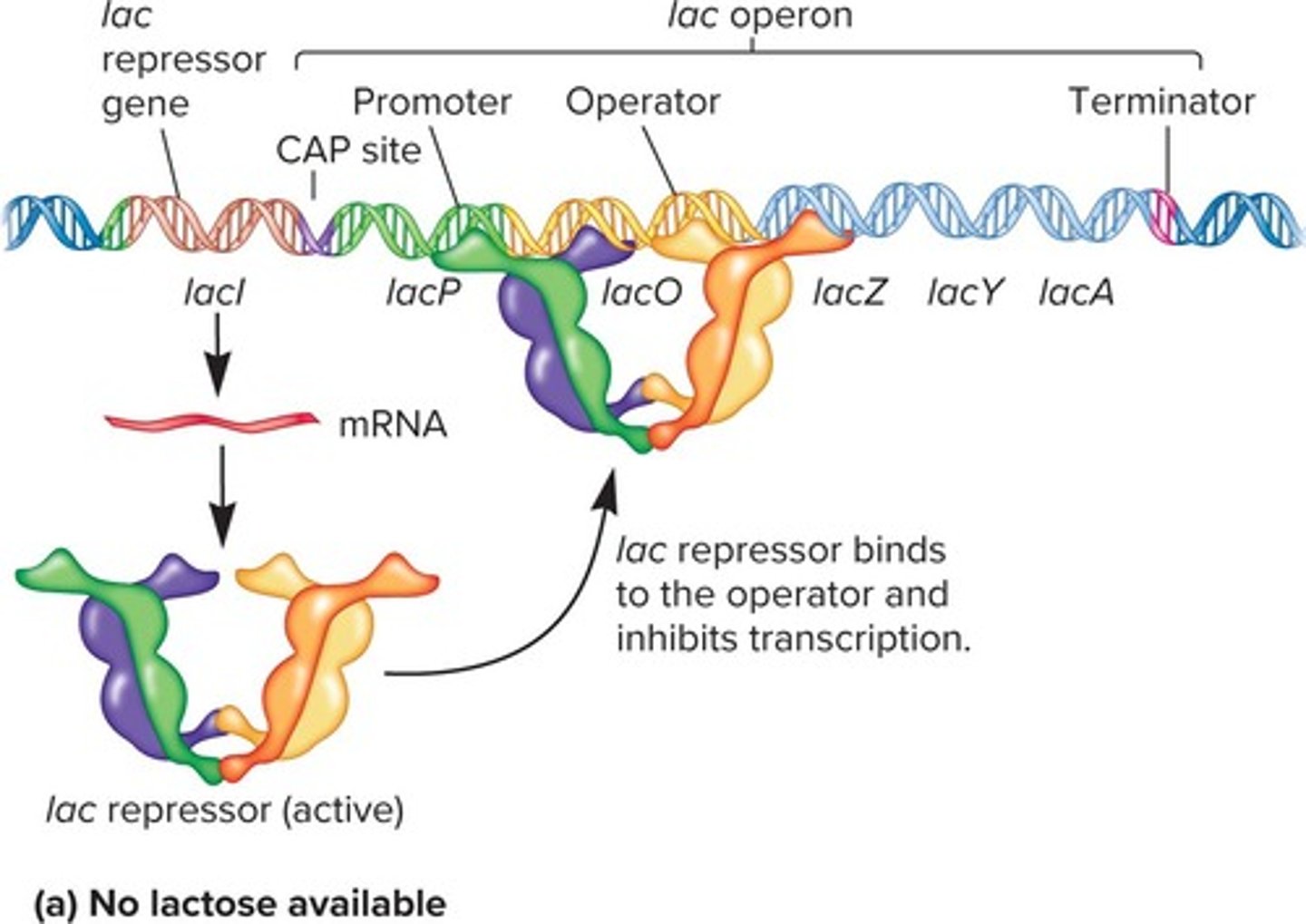 <p>It binds to the operator to inhibit transcription of the lac operon.</p>