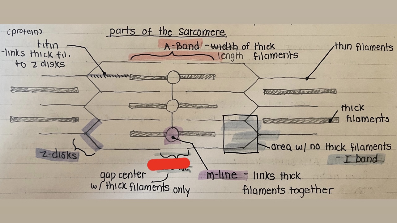 term image