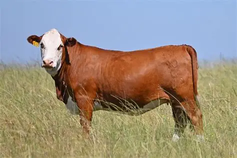 <ul><li><p>red cow with Hereford color pattern</p></li><li><p>can produce a tiger stripe color pattern that is known to bring higher prices when sold</p></li></ul><p></p>