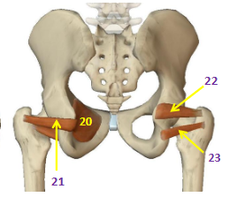 <p>Hip External Rotators: Superior Gemellus</p>