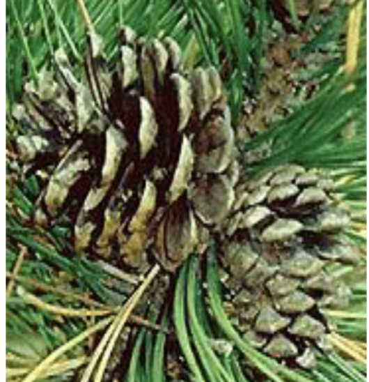 <p>cones, ovoid-conic, open down curved, larger, thick edge on scale</p>