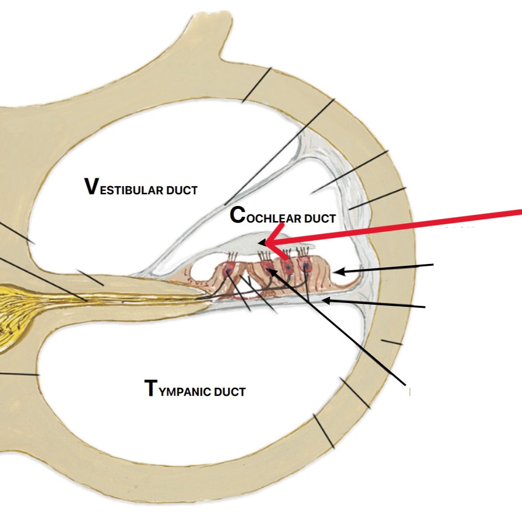 <p>Which part of the ear is:</p><ul><li><p>Parallel to basilar</p></li><li><p>Above organ of corti</p></li></ul><p></p>