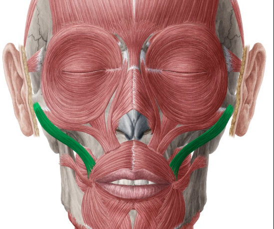 <p>lines the cheek bone</p>