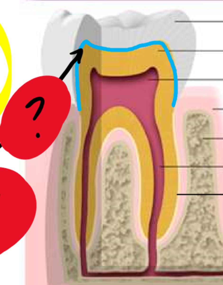 <p>Line marking the junction of the dentin and the enamel.</p>
