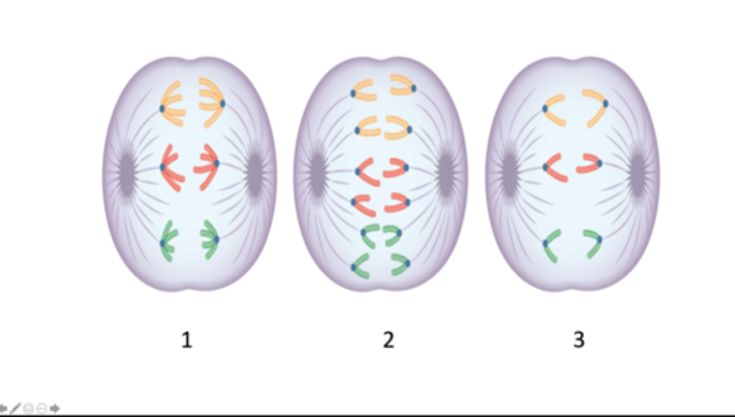<p>How many DNA molecules are present in the cell depicted in each image, 1 - 3?</p>