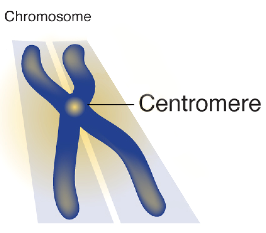 <p>Center of a chromosome.</p>