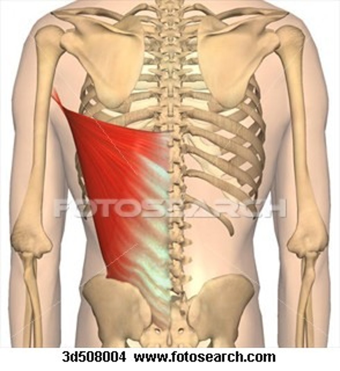 <p>origin: spinous processes of thoracic and lumbar vertebrae<br>insertion: humerus<br>action: extension, adduction, medial rotation at shoulder</p>