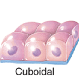 <p>cuboidal cells</p>