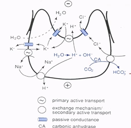 <p>Na⁺/K⁺-ATPase maintains intracellular Na⁺ and K⁺<br>Exchanger promotes HCO₃⁻ exit and Cl⁻ uptake, maintains cellular pH but creates an alkaline tide - the blood will go slightly alkaline during this period&nbsp;<br>negative gastric arter-venous CO₂ gradient&nbsp;</p>