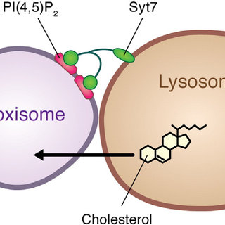 <p>The small, membrane-enclosed organelles contain enzymes that catalyze reactions that metabolize certain types of fatty acids.</p>