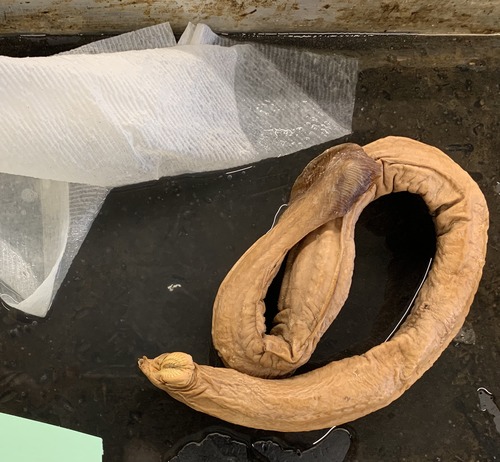 <p>Hagfishes</p>