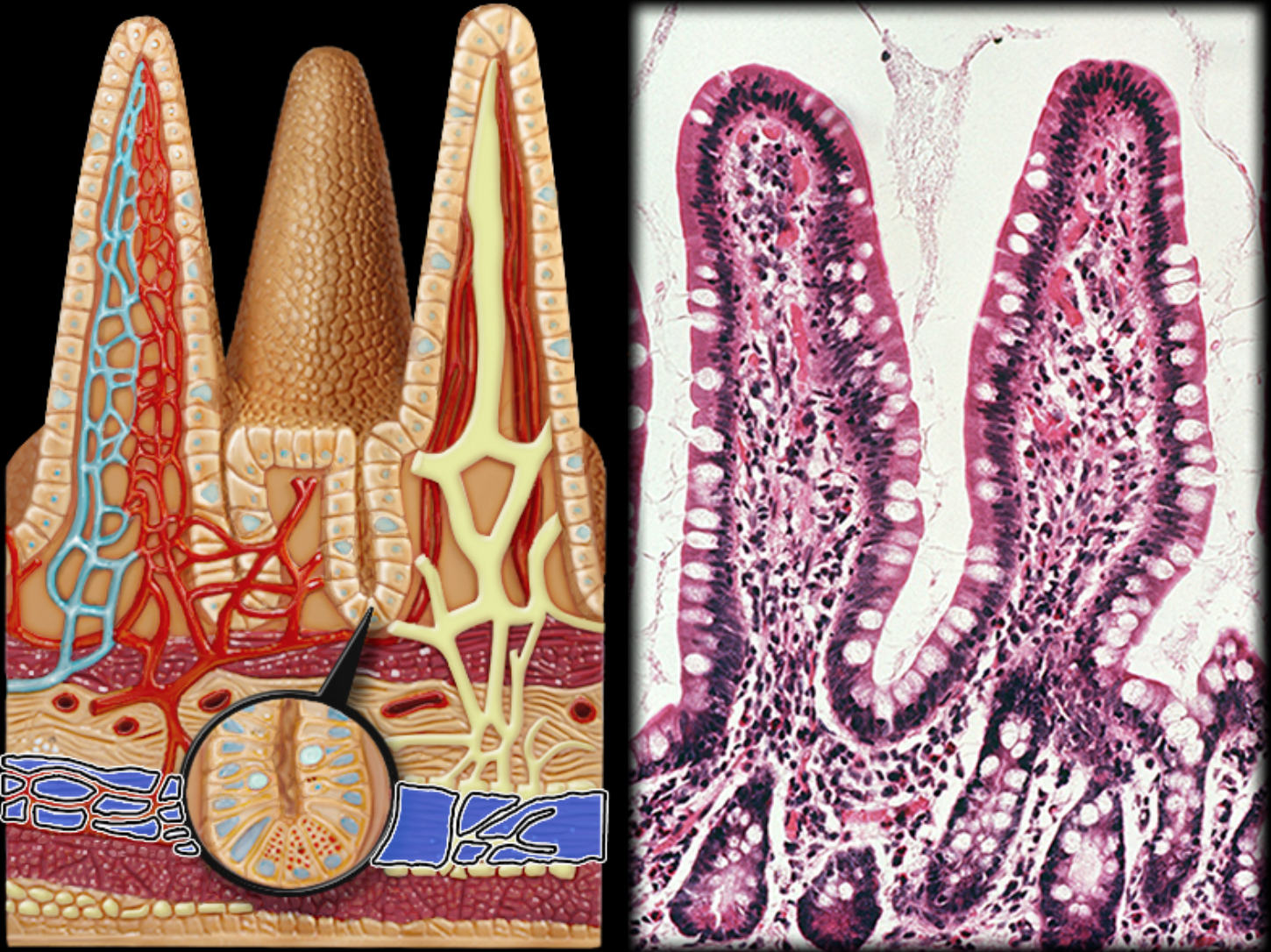 knowt flashcard image